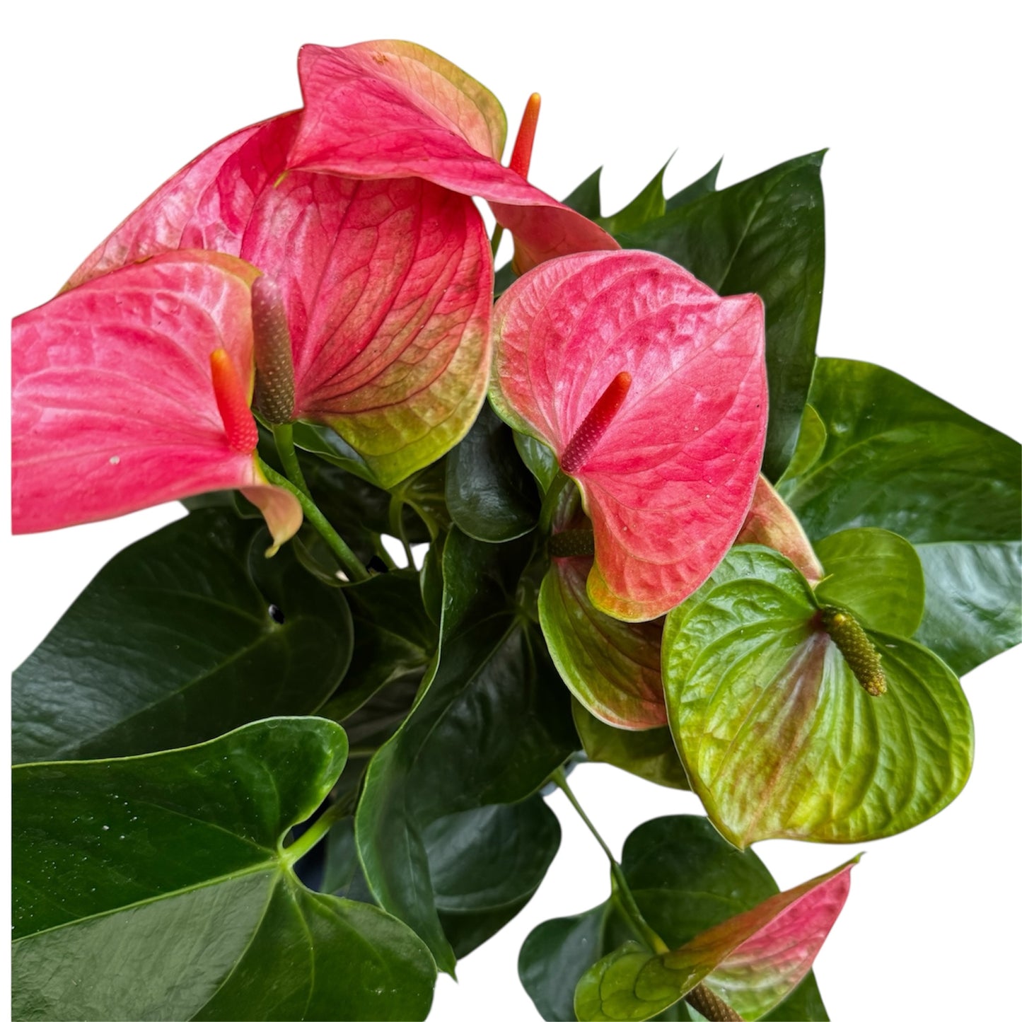 4️⃣1️⃣. Anthurium – Mixed Colours (Red, Pink, Black) | 40cm Tall | 12cm Nursery Pot | Live Indoor Flowering Plant