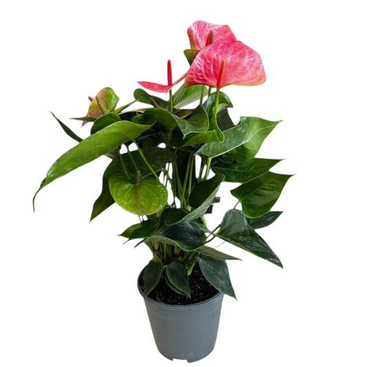 4️⃣1️⃣. Anthurium – Mixed Colours (Red, Pink, Black) | 40cm Tall | 12cm Nursery Pot | Live Indoor Flowering Plant