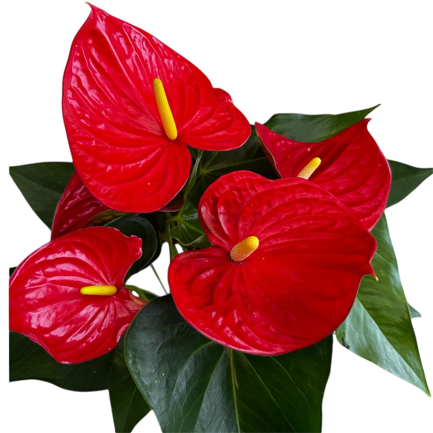 4️⃣1️⃣. Anthurium – Mixed Colours (Red, Pink, Black) | 40cm Tall | 12cm Nursery Pot | Live Indoor Flowering Plant