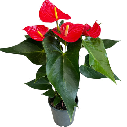 4️⃣1️⃣. Anthurium – Mixed Colours (Red, Pink, Black) | 40cm Tall | 12cm Nursery Pot | Live Indoor Flowering Plant