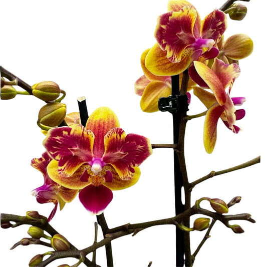 5️⃣5️⃣. ‘Sogo Yellowtris Orchid (Peloric Butterfly)’ – 50cm Tall | 12cm Nursery Pot | Live Flowering Indoor Plant