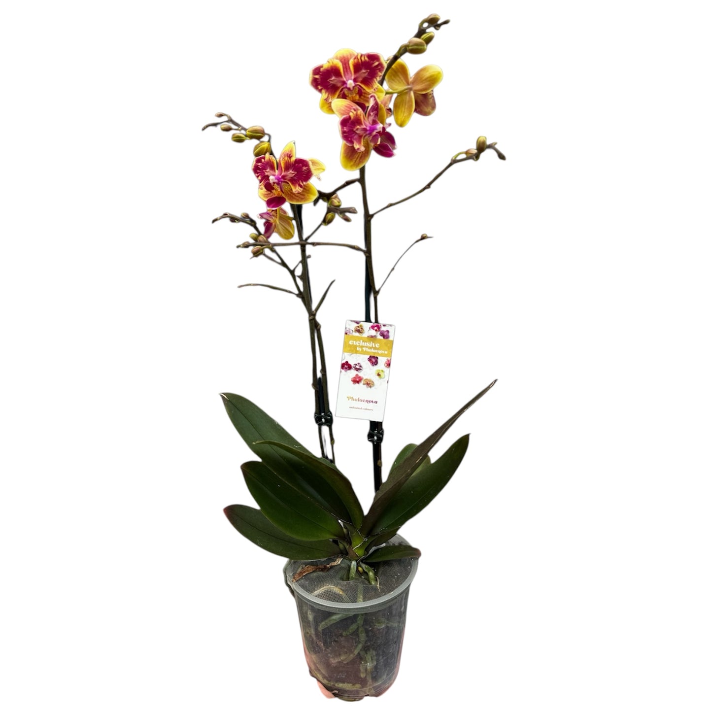 5️⃣5️⃣. ‘Sogo Yellowtris Orchid (Peloric Butterfly)’ – 50cm Tall | 12cm Nursery Pot | Live Flowering Indoor Plant