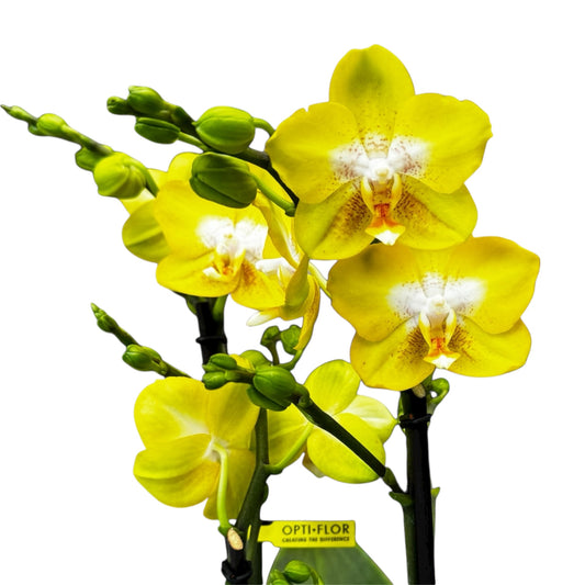 2️⃣9️⃣.  ‘Arezzo’ Orchid– 45–50cm Tall | 12cm Nursery Pot | Live Flowering Indoor Plant