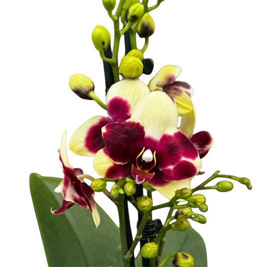 105. ‘Catania’Phalaenopsis Orchid Limited Edition – 45cm Tall | 12cm Nursery Pot | Live Flowering Indoor Plant