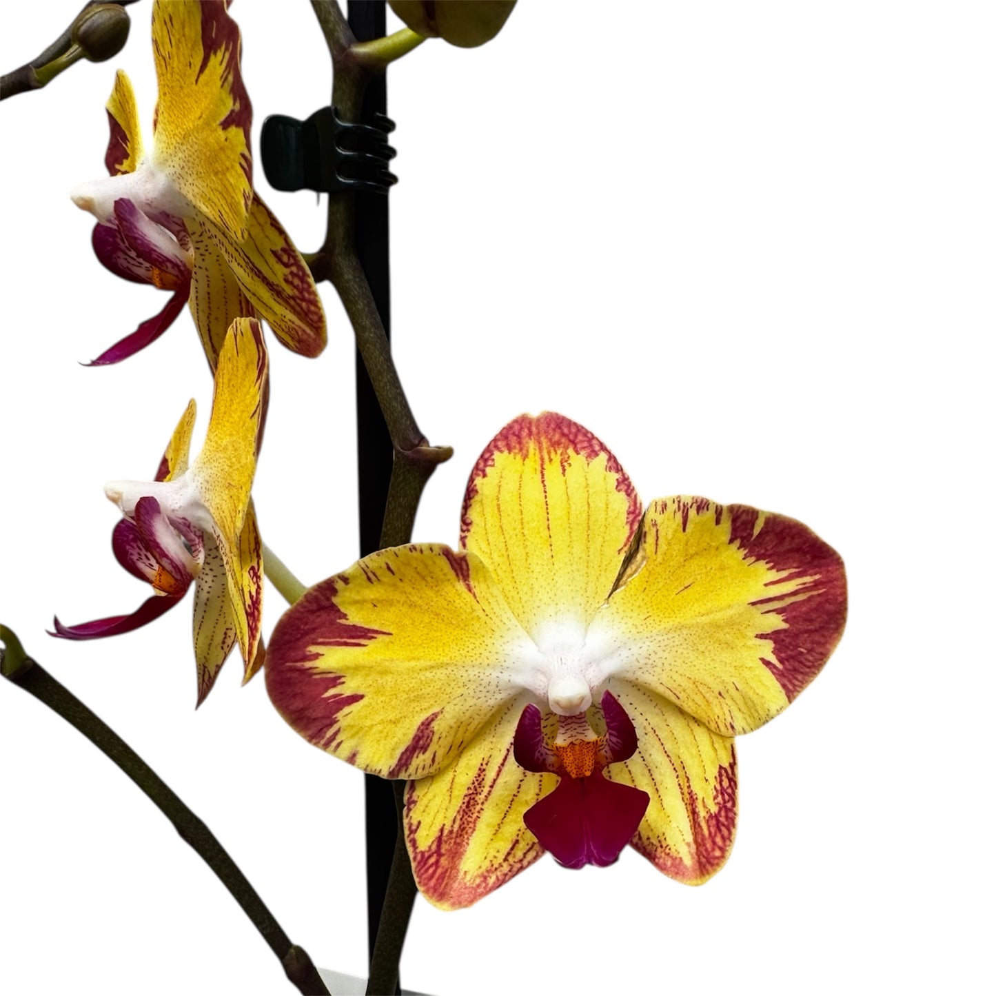 4️⃣9️⃣. ‘Papagayo’ Phalaenopsis Orchid  – 60cm Tall | 12cm Nursery Pot | Live Flowering Indoor Plant