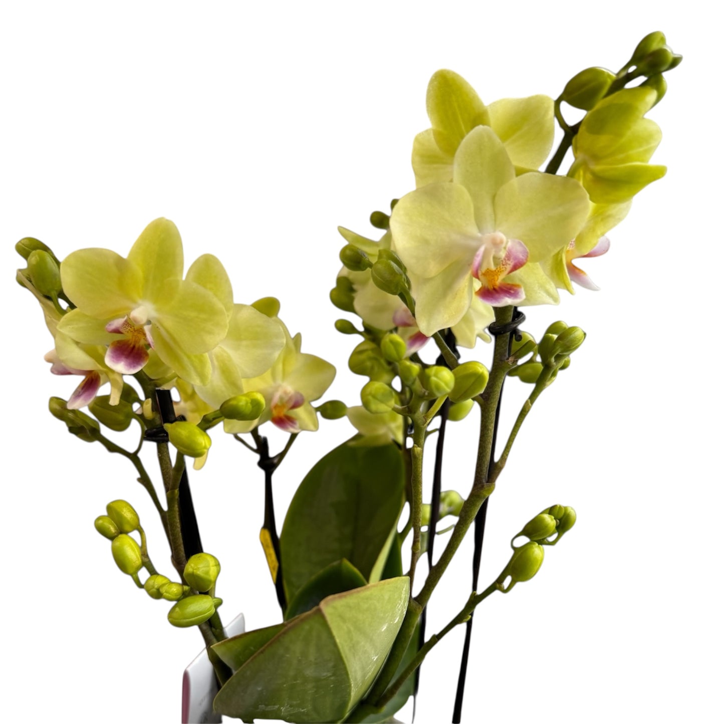 4️⃣2️⃣.Bouquetto Mix Phalaenopsis Orchids - 3-5 Blooming Spikes Live Plant 30-35CM Tall