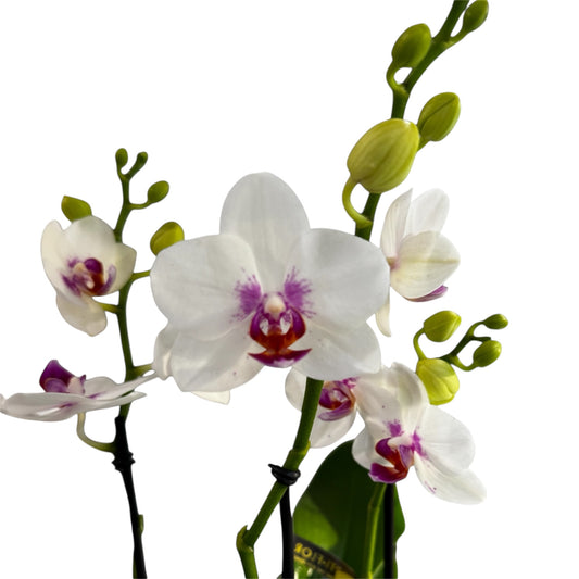 4️⃣2️⃣.Bouquetto Mix Phalaenopsis Orchids - 3-5 Blooming Spikes Live Plant 30-35CM Tall