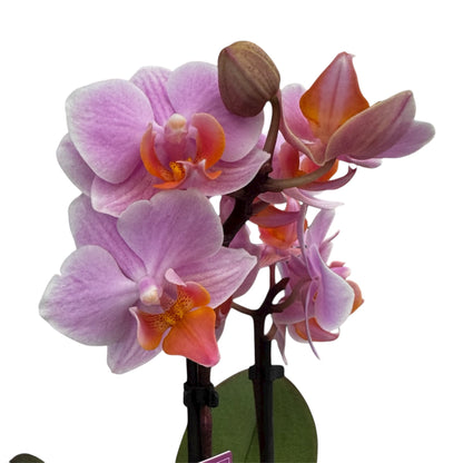 4️⃣6️⃣. ‘Tiny Doll’ Phalaenopsis Orchid – 25cm Tall | 7cm Nursery Pot | 2 Spike Live Flowering Mini Orchid (Mixed Colours)
