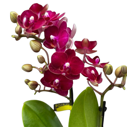 4️⃣6️⃣. ‘Tiny Doll’ Phalaenopsis Orchid – 25cm Tall | 7cm Nursery Pot | 2 Spike Live Flowering Mini Orchid (Mixed Colours)