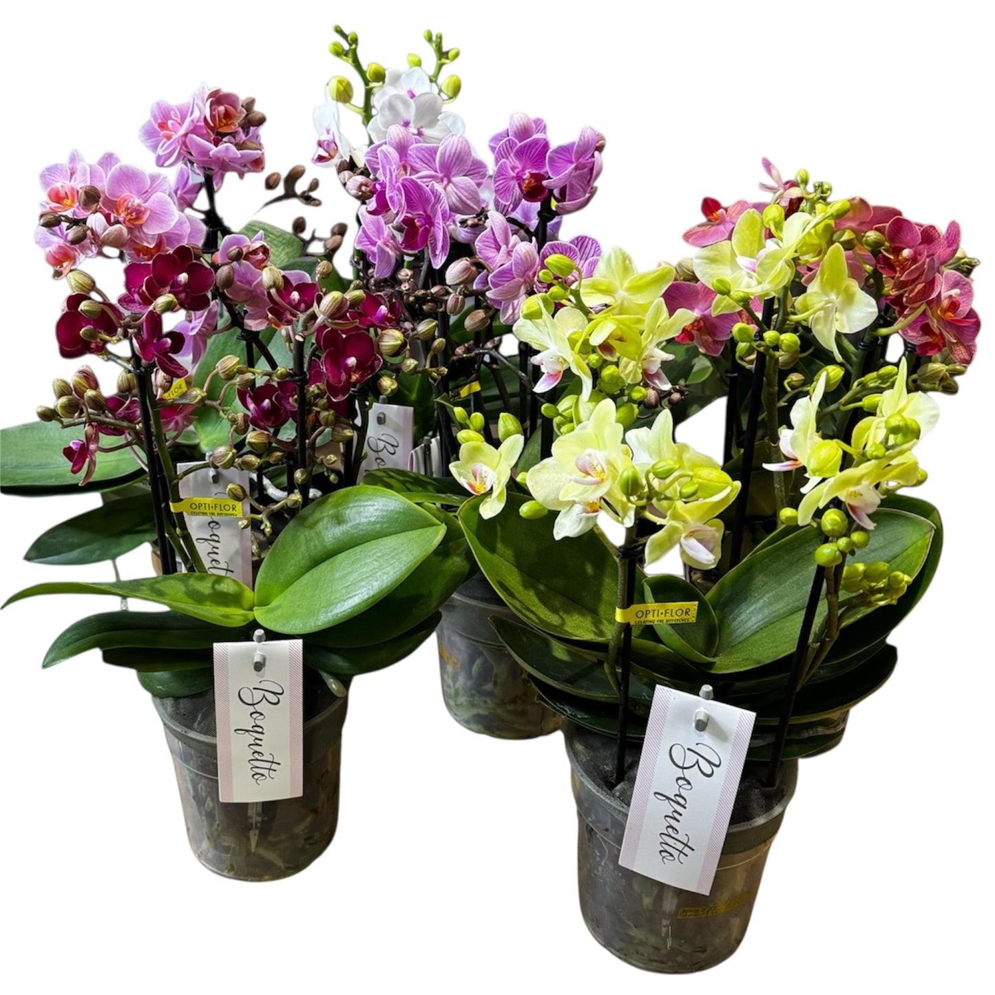 4️⃣2️⃣.Bouquetto Mix Phalaenopsis Orchids - 3-5 Blooming Spikes Live Plant 30-35CM Tall