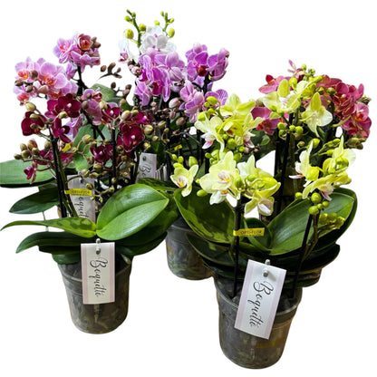 4️⃣2️⃣.Bouquetto Mix Phalaenopsis Orchids - 3-5 Blooming Spikes Live Plant 30-35CM Tall