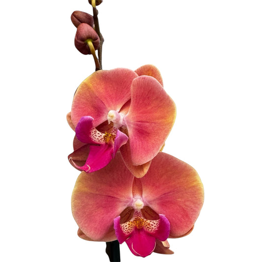 4️⃣7️⃣. ‘Coral Big Lip’ Phalaenopsis Orchid – 60cm Tall | 12cm Nursery Pot | Live Flowering Indoor Plant