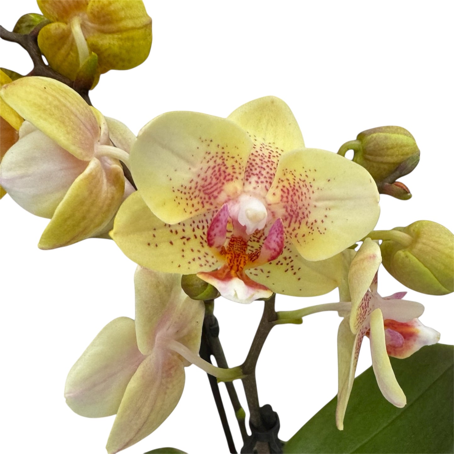 4️⃣6️⃣. ‘Tiny Doll’ Phalaenopsis Orchid – 25cm Tall | 7cm Nursery Pot | 2 Spike Live Flowering Mini Orchid (Mixed Colours)