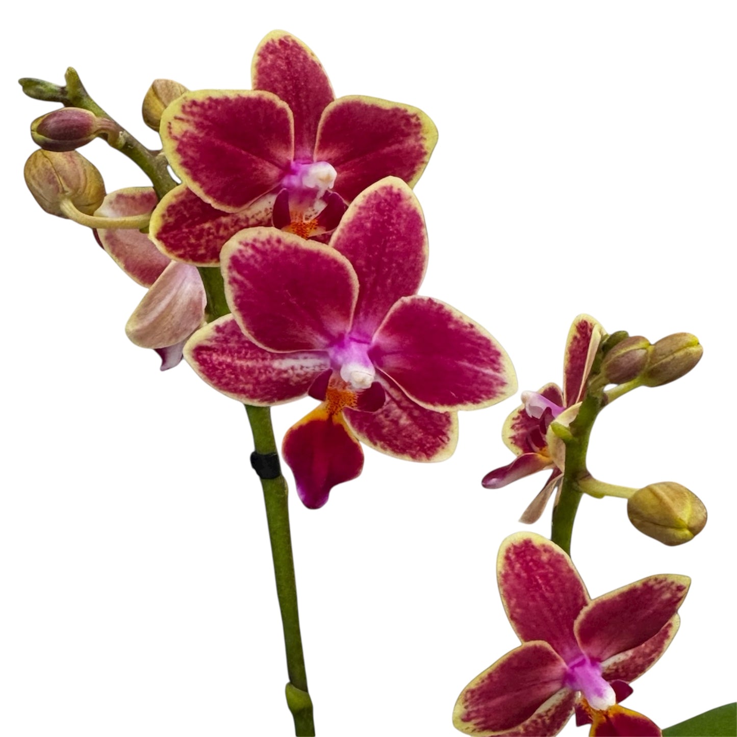 4️⃣6️⃣. ‘Tiny Doll’ Phalaenopsis Orchid – 25cm Tall | 7cm Nursery Pot | 2 Spike Live Flowering Mini Orchid (Mixed Colours)