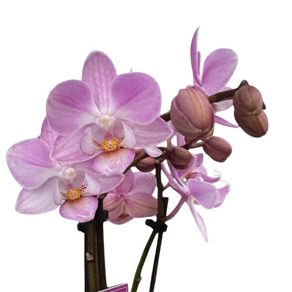 4️⃣6️⃣. ‘Tiny Doll’ Phalaenopsis Orchid – 25cm Tall | 7cm Nursery Pot | 2 Spike Live Flowering Mini Orchid (Mixed Colours)