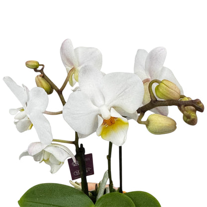 4️⃣6️⃣. ‘Tiny Doll’ Phalaenopsis Orchid – 25cm Tall | 7cm Nursery Pot | 2 Spike Live Flowering Mini Orchid (Mixed Colours)