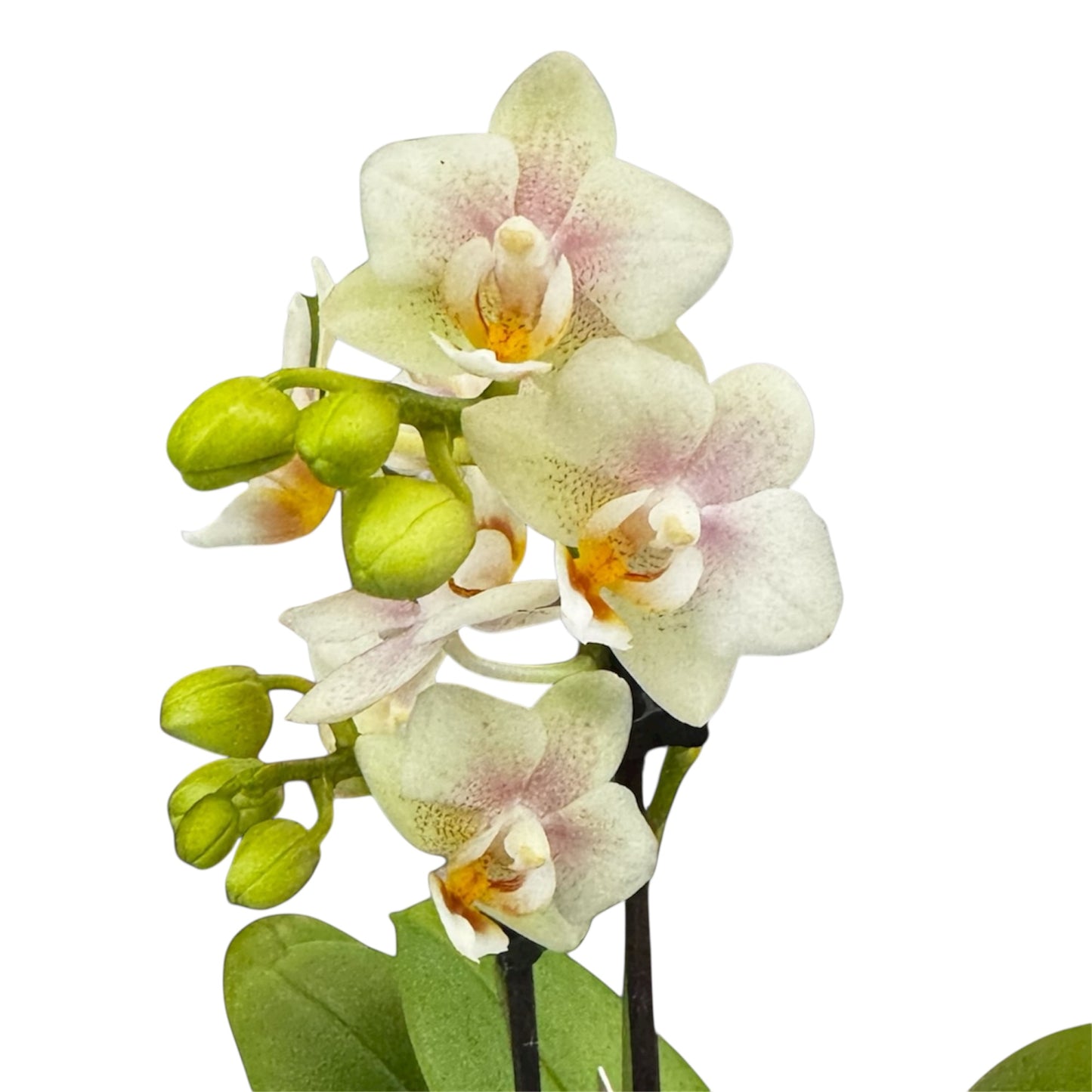4️⃣6️⃣. ‘Tiny Doll’ Phalaenopsis Orchid – 25cm Tall | 7cm Nursery Pot | 2 Spike Live Flowering Mini Orchid (Mixed Colours)
