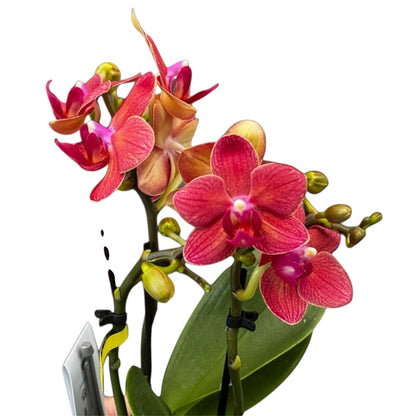 4️⃣6️⃣. ‘Tiny Doll’ Phalaenopsis Orchid – 25cm Tall | 7cm Nursery Pot | 2 Spike Live Flowering Mini Orchid (Mixed Colours)