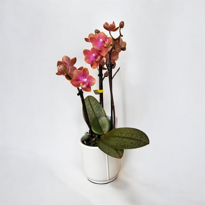 2️⃣.  ‘Scented Tiny Doll’ Phalaenopsis Orchid– 25cm Tall | 7cm Pot | 2 Spike Live Flowering Mini Orchid (Mixed Colours)