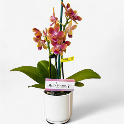 2️⃣.  ‘Scented Tiny Doll’ Phalaenopsis Orchid– 25cm Tall | 7cm Pot | 2 Spike Live Flowering Mini Orchid (Mixed Colours)