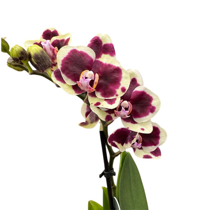 5️⃣4️⃣. Small Phalaenopsis Orchid Mix – Famous Varieties | 9cm Nursery Pot | Single Spike Live Flowering Orchid (Pet Friendly)