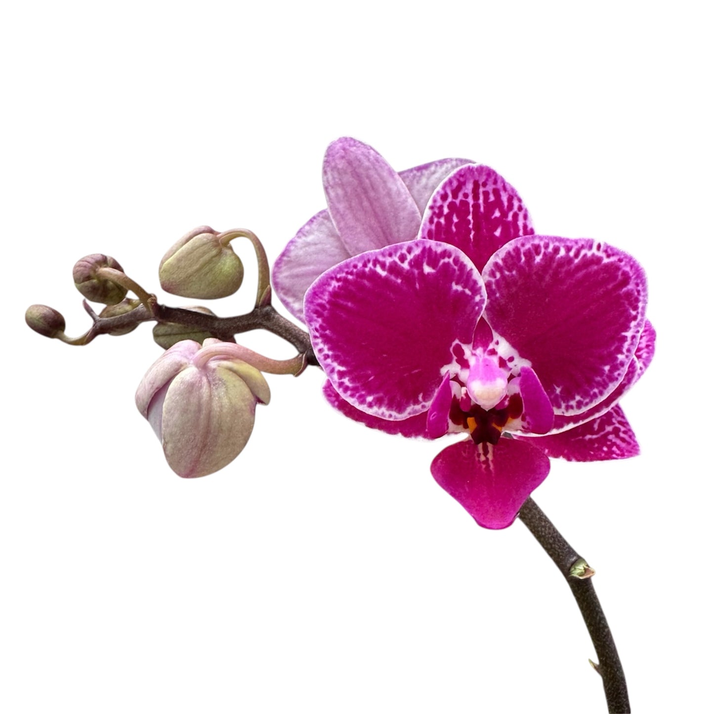 5️⃣4️⃣. Small Phalaenopsis Orchid Mix – Famous Varieties | 9cm Nursery Pot | Single Spike Live Flowering Orchid (Pet Friendly)