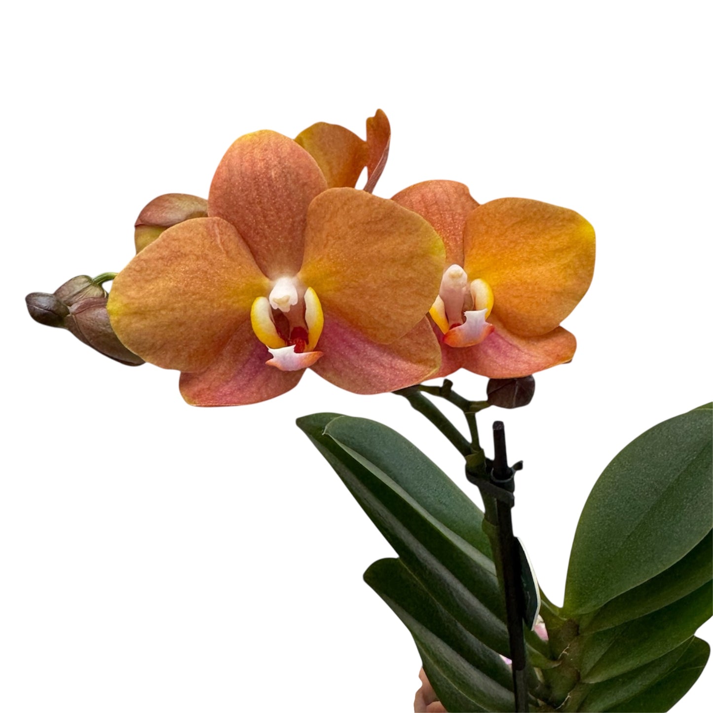 5️⃣4️⃣. Small Phalaenopsis Orchid Mix – Famous Varieties | 9cm Nursery Pot | Single Spike Live Flowering Orchid (Pet Friendly)