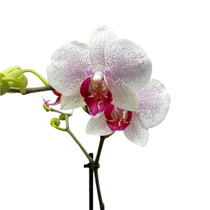 5️⃣4️⃣. Small Phalaenopsis Orchid Mix – Famous Varieties | 9cm Nursery Pot | Single Spike Live Flowering Orchid (Pet Friendly)