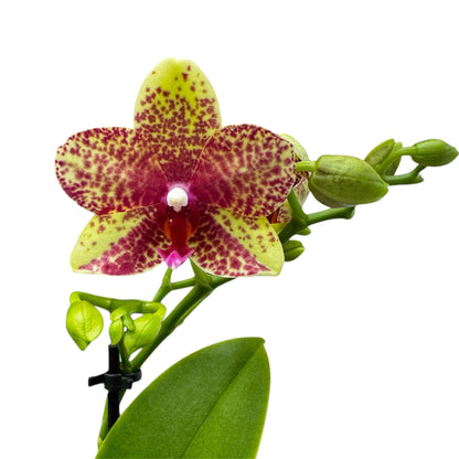 5️⃣4️⃣. Small Phalaenopsis Orchid Mix – Famous Varieties | 9cm Nursery Pot | Single Spike Live Flowering Orchid (Pet Friendly)
