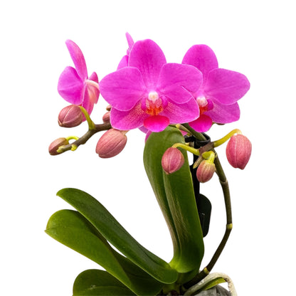 5️⃣4️⃣. Small Phalaenopsis Orchid Mix – Famous Varieties | 9cm Nursery Pot | Single Spike Live Flowering Orchid (Pet Friendly)