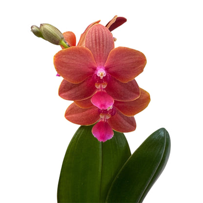 5️⃣4️⃣. Small Phalaenopsis Orchid Mix – Famous Varieties | 9cm Nursery Pot | Single Spike Live Flowering Orchid (Pet Friendly)