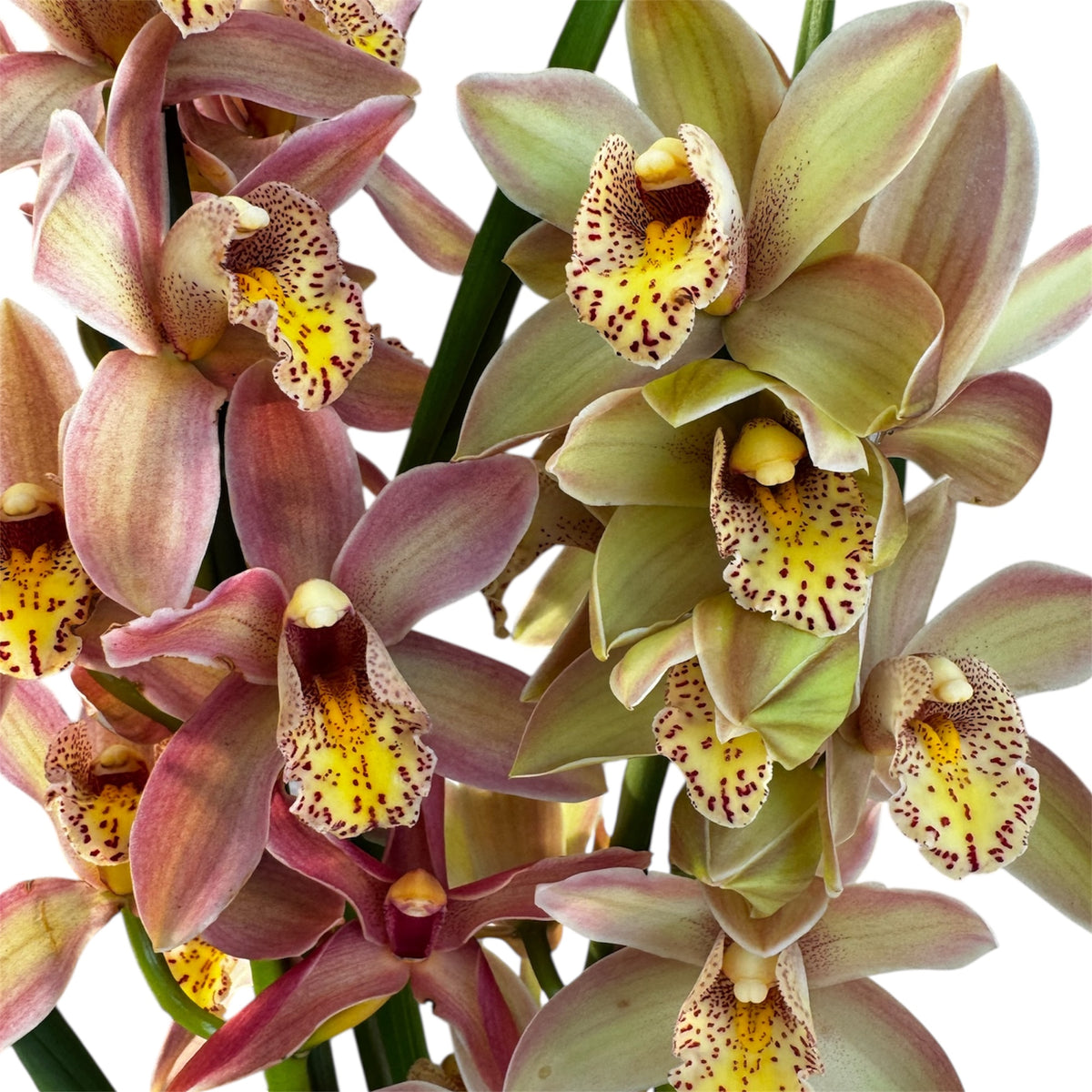 1️⃣7️⃣. Cymbidium Orchid Mix – 60–70cm Tall | 12cm Nursery Pot | Live Flowering Indoor Plant (Mixed Colours)
