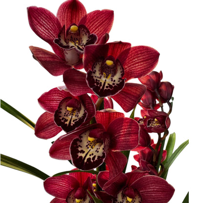 1️⃣7️⃣. Cymbidium Orchid Mix – 60–70cm Tall | 12cm Nursery Pot | Live Flowering Indoor Plant (Mixed Colours)