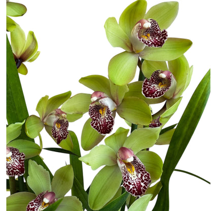 1️⃣7️⃣. Cymbidium Orchid Mix – 60–70cm Tall | 12cm Nursery Pot | Live Flowering Indoor Plant (Mixed Colours)
