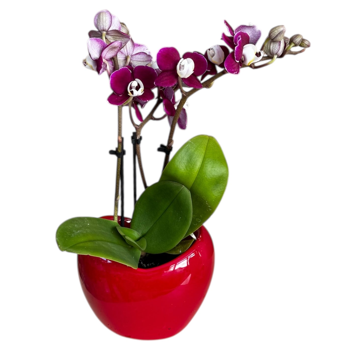 4️⃣6️⃣. ‘Tiny Doll’ Phalaenopsis Orchid – 25cm Tall | 7cm Nursery Pot | 2 Spike Live Flowering Mini Orchid (Mixed Colours)