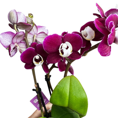 4️⃣6️⃣. ‘Tiny Doll’ Phalaenopsis Orchid – 25cm Tall | 7cm Nursery Pot | 2 Spike Live Flowering Mini Orchid (Mixed Colours)
