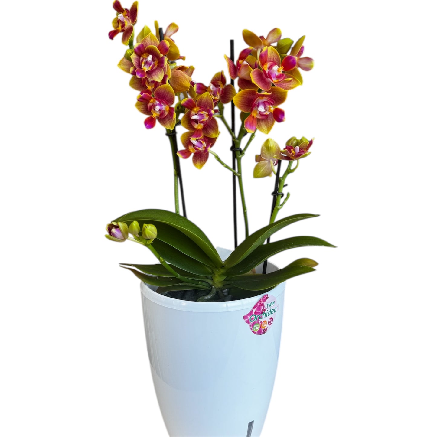 1️⃣8️⃣.Rising Sun Phalaenopsis Orchid – Peloric 3-Lip Scented Variety | 35cm Tall | 12cm Nursery Pot | Live Flowering Indoor Plant