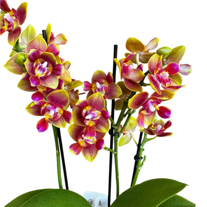 1️⃣8️⃣.Rising Sun Phalaenopsis Orchid – Peloric 3-Lip Scented Variety | 35cm Tall | 12cm Nursery Pot | Live Flowering Indoor Plant