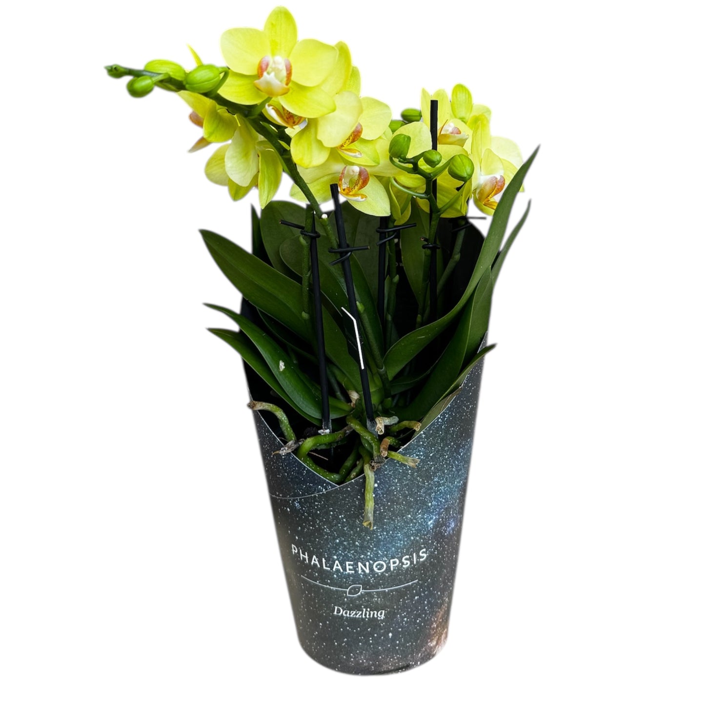 4️⃣2️⃣. Dazzling Collection Phalaenopsis Orchid – Mixed Colours | 35cm Tall | 12cm Nursery Pot