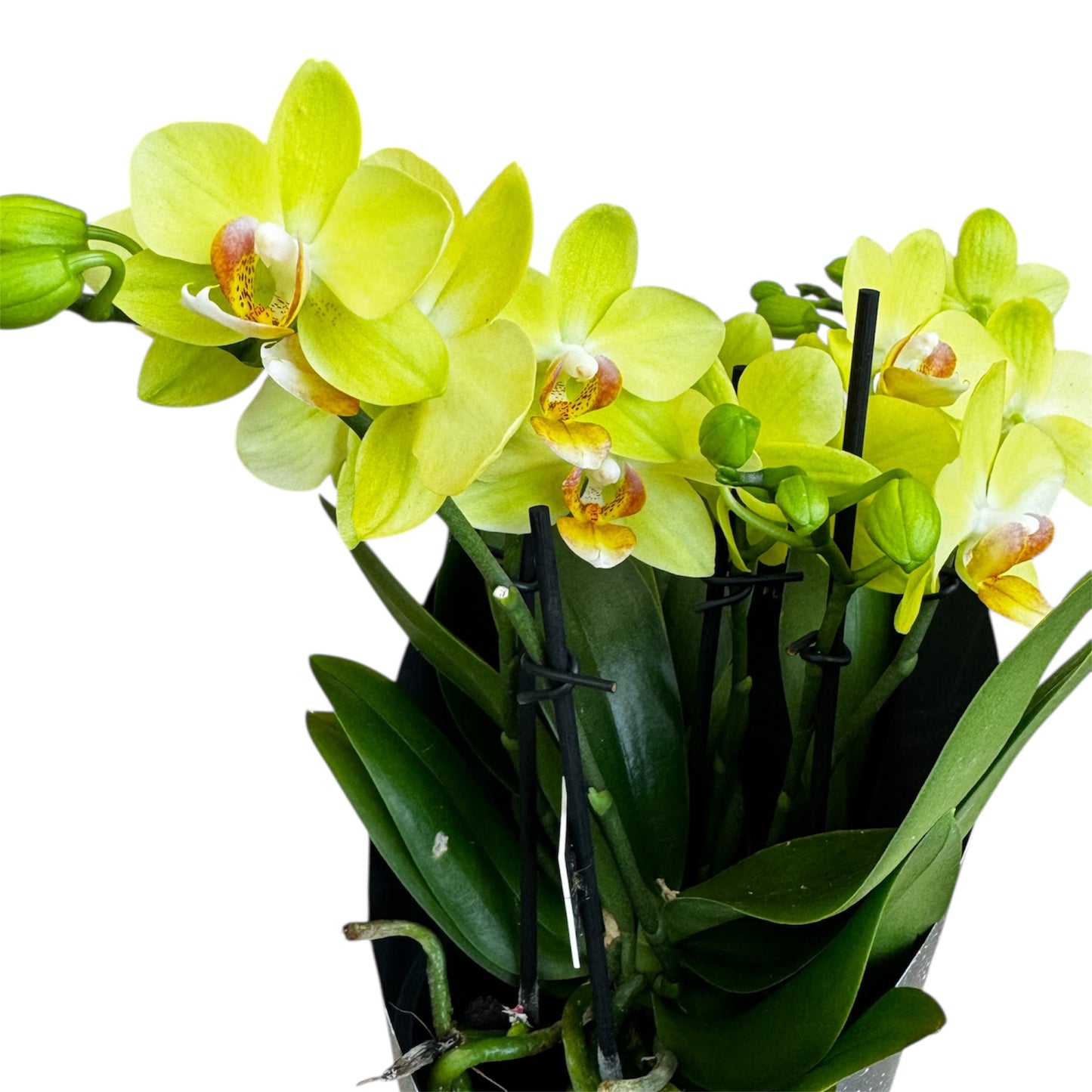 4️⃣2️⃣. Dazzling Collection Phalaenopsis Orchid – Mixed Colours | 35cm Tall | 12cm Nursery Pot