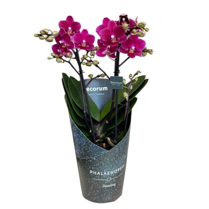 4️⃣2️⃣. Dazzling Collection Phalaenopsis Orchid – Mixed Colours | 35cm Tall | 12cm Nursery Pot