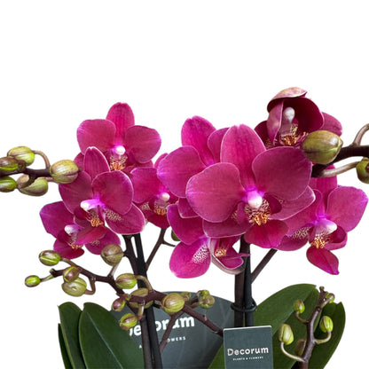 4️⃣2️⃣. Dazzling Collection Phalaenopsis Orchid – Mixed Colours | 35cm Tall | 12cm Nursery Pot