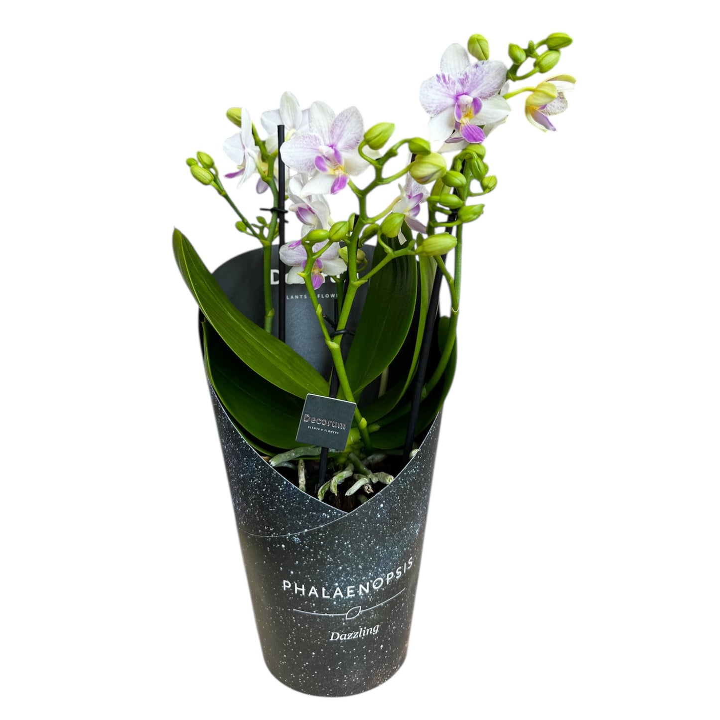 4️⃣2️⃣. Dazzling Collection Phalaenopsis Orchid – Mixed Colours | 35cm Tall | 12cm Nursery Pot