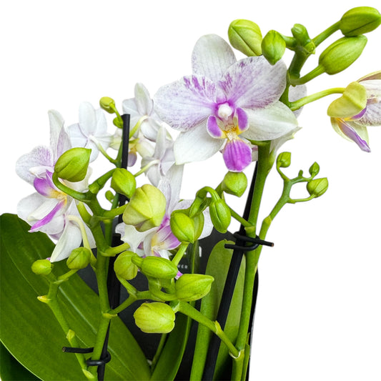 4️⃣2️⃣. Dazzling Collection Phalaenopsis Orchid – Mixed Colours | 35cm Tall | 12cm Nursery Pot
