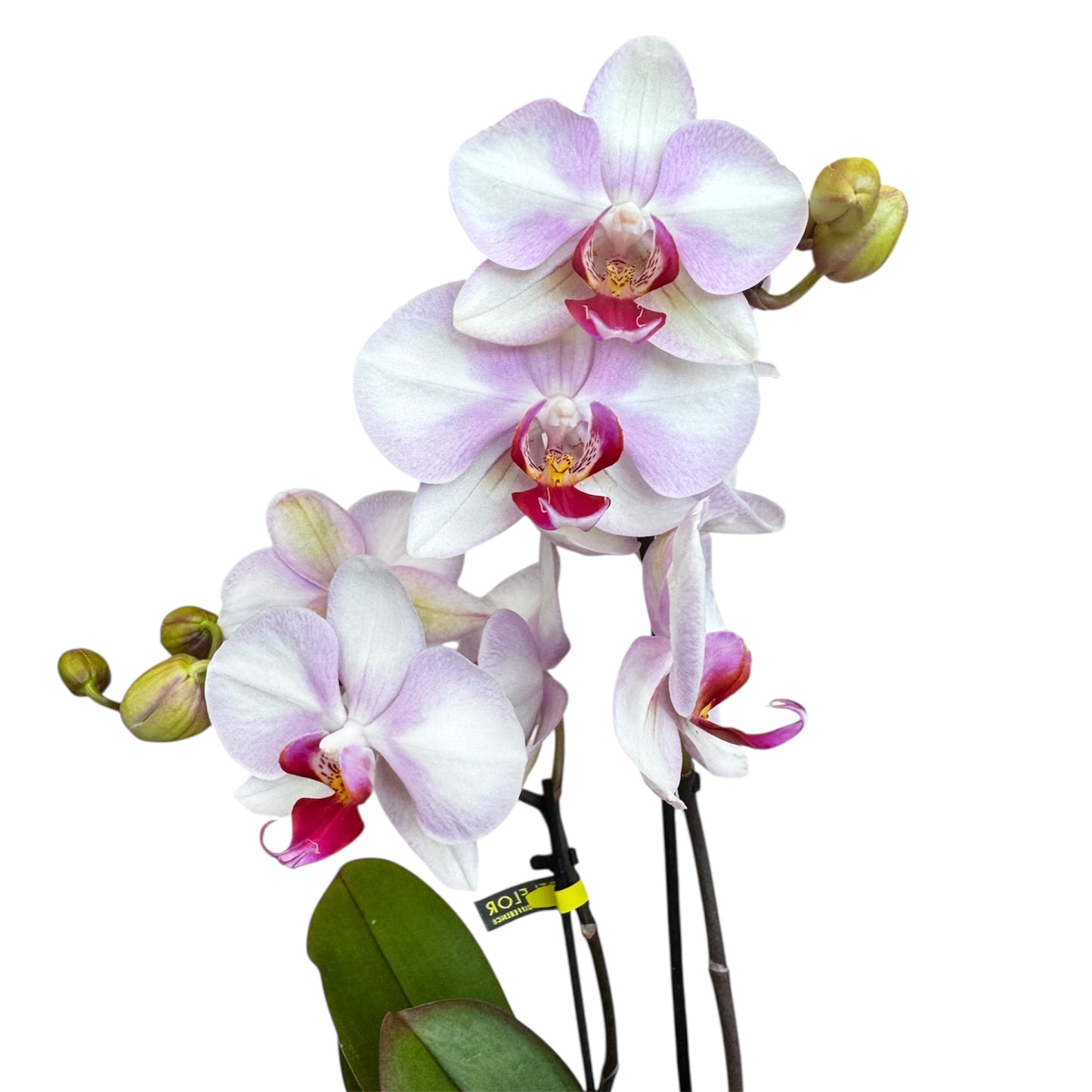 5️⃣8️⃣. Joy Phalaenopsis Orchid – 30cm Tall | 7cm Nursery Pot | Medium-Growing Live Orchid Plant
