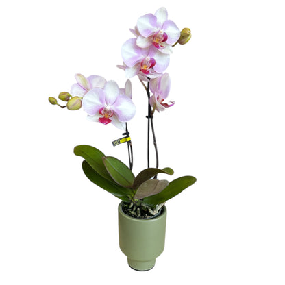 5️⃣8️⃣. Joy Phalaenopsis Orchid – 30cm Tall | 7cm Nursery Pot | Medium-Growing Live Orchid Plant