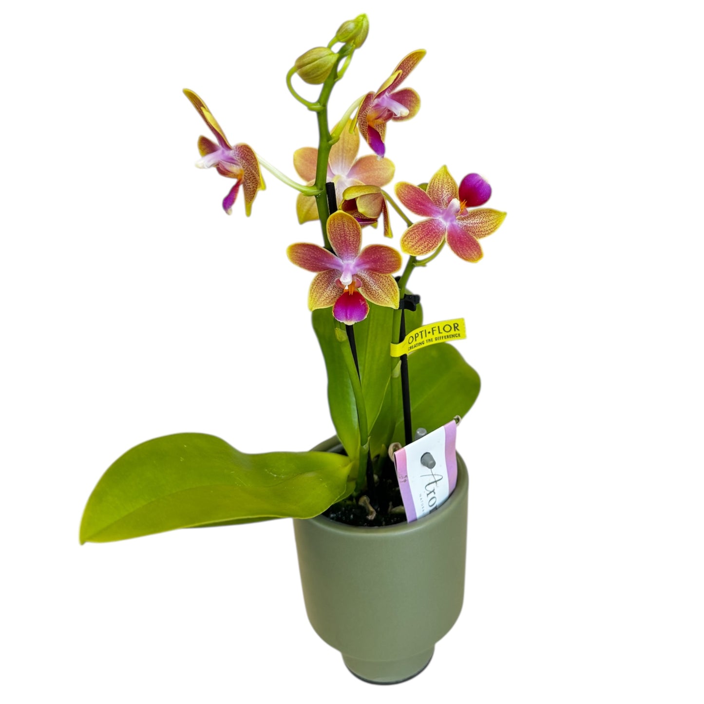 2️⃣.  ‘Scented Tiny Doll’ Phalaenopsis Orchid– 25cm Tall | 7cm Pot | 2 Spike Live Flowering Mini Orchid (Mixed Colours)