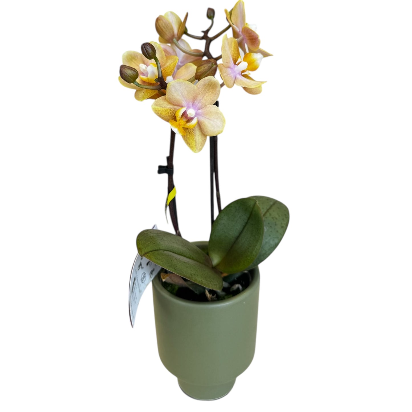 2️⃣.  ‘Scented Tiny Doll’ Phalaenopsis Orchid– 25cm Tall | 7cm Pot | 2 Spike Live Flowering Mini Orchid (Mixed Colours)