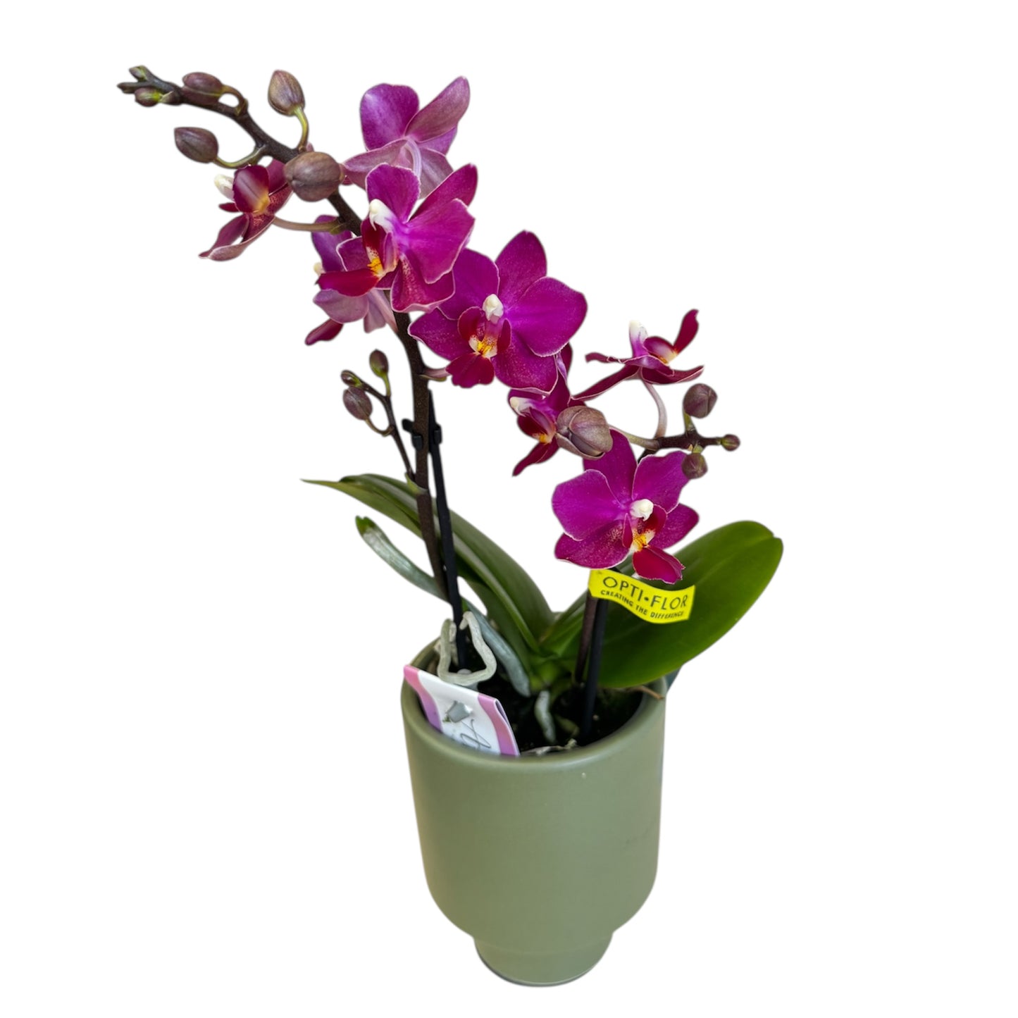 2️⃣.  ‘Scented Tiny Doll’ Phalaenopsis Orchid– 25cm Tall | 7cm Pot | 2 Spike Live Flowering Mini Orchid (Mixed Colours)