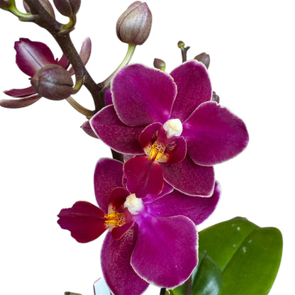 2️⃣.  ‘Scented Tiny Doll’ Phalaenopsis Orchid– 25cm Tall | 7cm Pot | 2 Spike Live Flowering Mini Orchid (Mixed Colours)